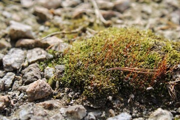 moss
