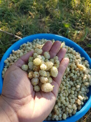 white berry