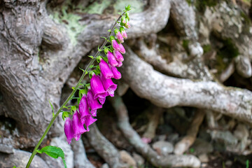 Wild Foxglove next to tree roots.