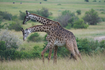 Giraffe Africa Giraffa Safari Big Five Africa