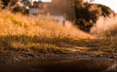 Water reflection and plants on sunrise. 