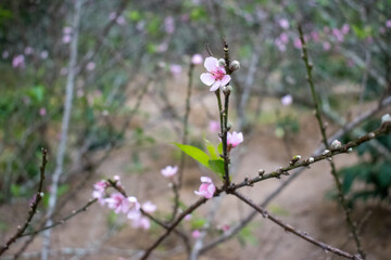 pink flowers in the garden