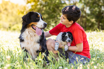 Boy with a Bernese Mountain Dog and a puppy
