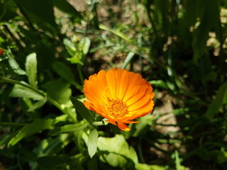 Cosmos sulphureus