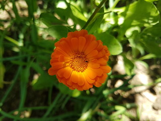 Cosmos sulphureus