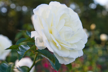The name of this rose is "Iceberg (Schneewittchen)".