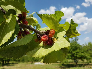 red mullberry