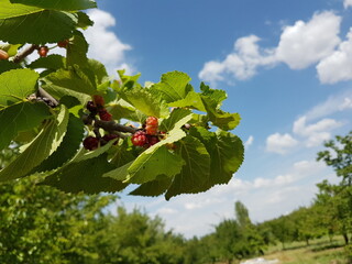 red mullberry