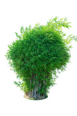 Bamboo tree. Landscape view of green leaf of bamboo leaf isolated on white background