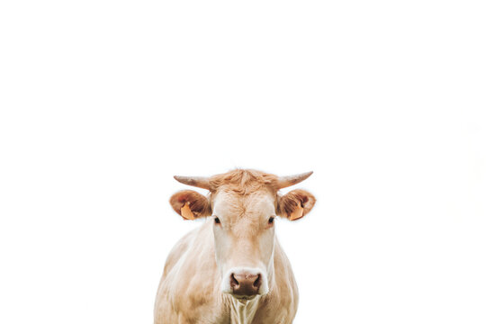 brown cow with horn on a white background