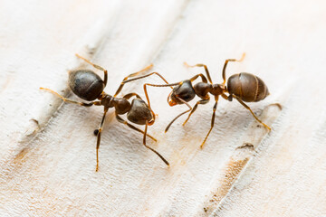Red Ant Insects on White Birch Tree Bark Macro