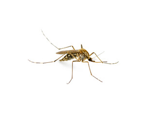Dangerous Malaria Infected Mosquito Isolated on White, Leishmaniasis, Encephalitis, Yellow Fever, Dengue Disease, Mayaro, Zika, EEEV or EEE Virus Infectious Culex Mosquito Parasite Insect Macro