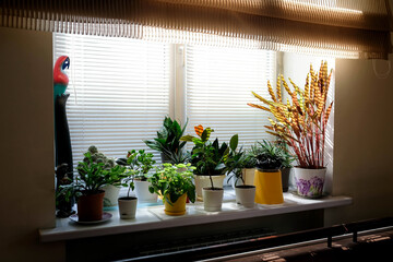 Flowers on the windowsill. Home plants at sunset. Order in flower pots