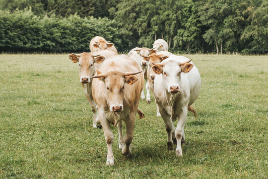 cows walking together in a field
