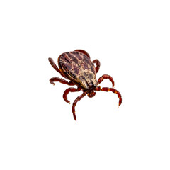 Lyme Disease Infected Tick Insect Isolated on White. Encephalitis Virus or Lyme Borreliosis Disease Infectious Dermacentor Tick Arachnid Parasite Macro.