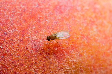 Tropical Fruit Fly Drosophila Diptera Parasite Insect Pest on Ripe Fruit Vegetable Macro