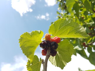 red mullberry