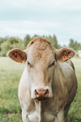 Naklejka na ściany i meble brown cow alone in a field
