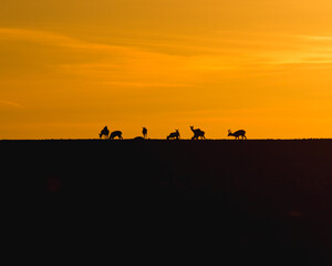 Fototapeta na wymiar Roe deer silhouettes