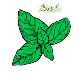 Basil leaves sketch colored with lettering sign Basil. Cooking herbs. Spice. Vector isolated on white background. Outline style