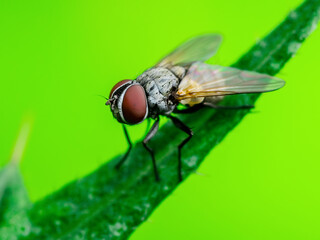 Exotic Drosophila Fly Diptera Parasite Insect on Green Grass Macro