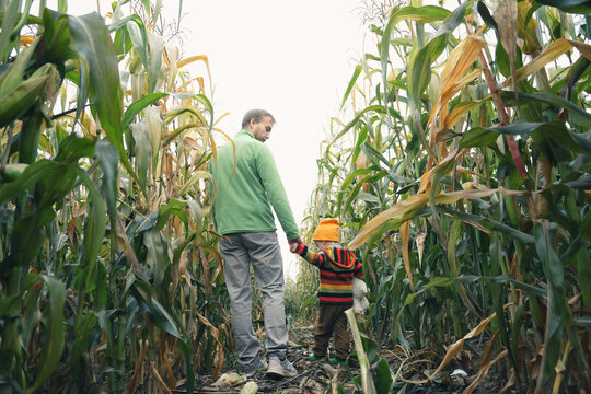 Frome behind father and his little son holding hands and walking across autumn corn field. Fall season, active family, parenting and childhood concept. Rear view.