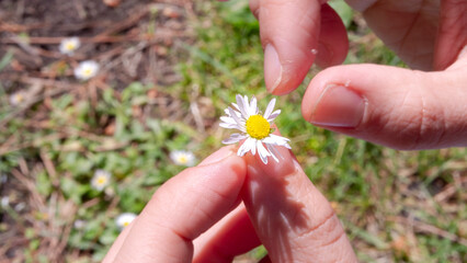 hands defoliating a daisy, camomile