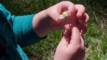 hands defoliating a daisy, camomile