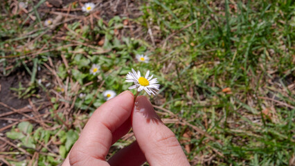 hands defoliating a daisy, camomile