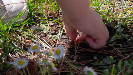 hands defoliating a daisy, camomile