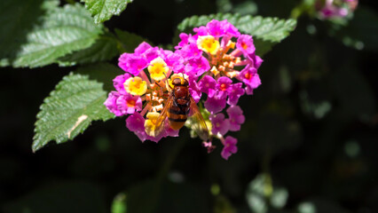apis bee on purple and yellow flowers