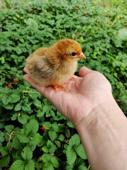 
Little cute chicken on a background of wild strawberries