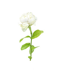 Obraz premium Kwiat jaśminu na białym tle