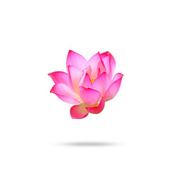 Lotus flower isolated on white background.