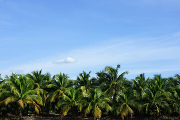 Obraz na płótnie Canvas Landscape coconut palm tree at Thailand garden with blue sky background