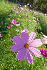 This is the Cosmos Garden.