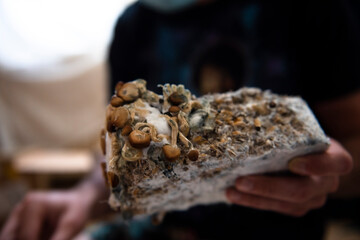 home made magic mushrooms