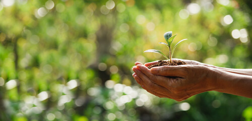 Hand holding a green and small plant. Green fresh plants on nature background.