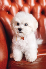 A little white Bichon Frize look away