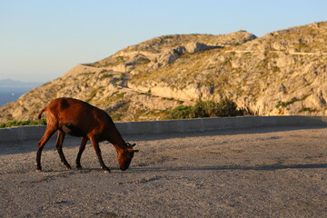 a photo of a young brown balearic rocky mountain goat (cabra mallorquina) looking for green grass on the hills of Formentor Lighthouse Cape (Cap de Formentor) on a scenic sea and mountain background