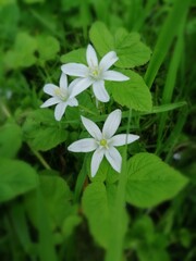 white flowers in the garden