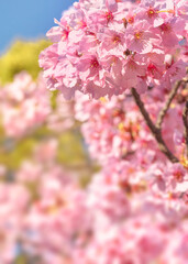 Close-up on a pink japanese sato-zakura or prunus serrulata Kanzan cherry blossoms against a sakura bokeh background.