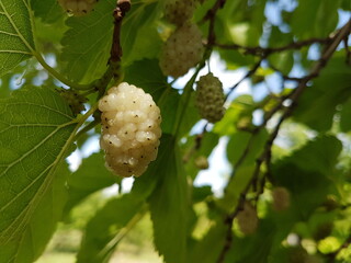 white berry