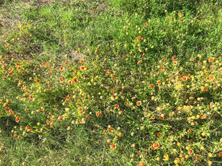 Blooming Indian Blanket wildflower field with warm light at springtime in Coppell, Texas, USA