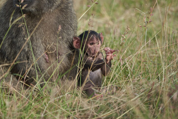 Olive baboon baby Papio anubis Anubis baboon Cercopithecidae Old world monkey