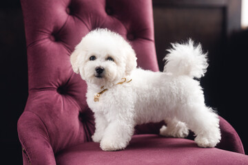 A little white Bichon Frize stand and look in camera