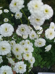 Fototapeta premium white color small flower bunch
