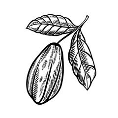 cocoa fruit hand drawn illustration