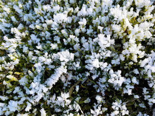 Background - Green forest moss covered with hoarfrost.