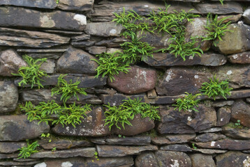 Maidenhair Spleenwort (Asplenium trichomanes quadrivalens). A native species of fern growing in the fissures of an old stone wall